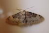 Idaea filicata